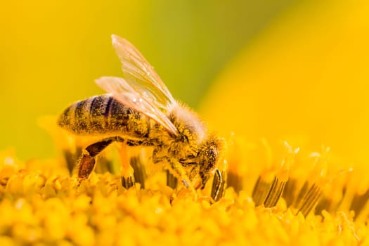 Animal is sitting collecting in sunny summer sunflower. Important for environment ecology sustainability. Awareness of climate change.