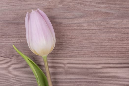 Wonderful flower gift symbol for valentine's day, mother's day, wedding, birthday, girlfriend, wife or sweetheart. Wooden background. Copyspace on the right-hand side.