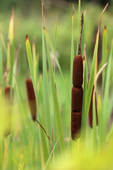Fruiting cattail Typha