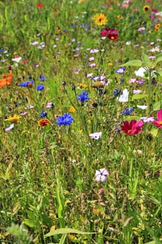 Flower meadow in summer with different colorful flowers. This colorful splendor
