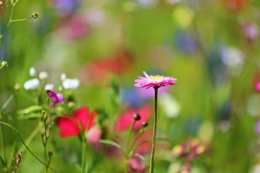Flower meadow in summer with different colorful flowers. This colorful splendor