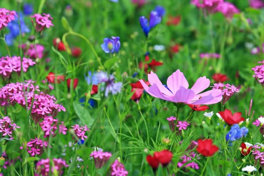 Flower meadow in summer with different colorful flowers. This colorful splendor