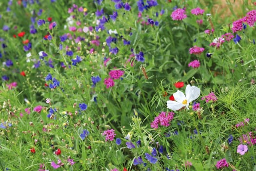 Flower meadow in summer with different colorful flowers. This colorful splendor