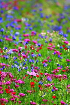 Flower meadow in summer with different colorful flowers. This colorful splendor