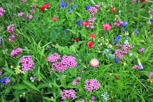 Flower meadow in summer with different colorful flowers. This colorful splendor