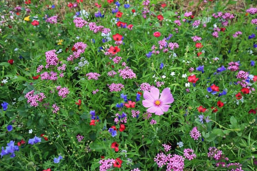 Flower meadow in summer with different colorful flowers. This colorful splendor
