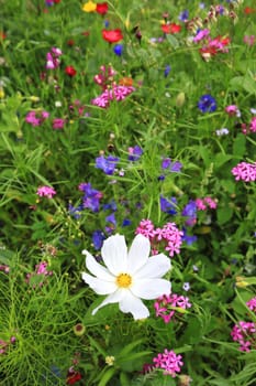 Flower meadow in summer with different colorful flowers. This colorful splendor