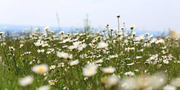 Flower meadow in the summer with blue sky from the mouse perspective