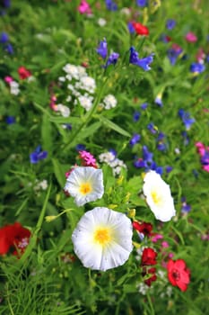 Flower meadow in summer with different colorful flowers. This colorful splendor
