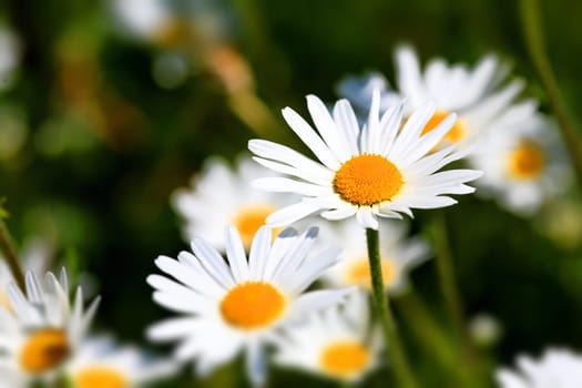 Flower meadow in summer with different colorful flowers. This colorful splendor
