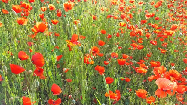 Flower meadow in summer with red poppies