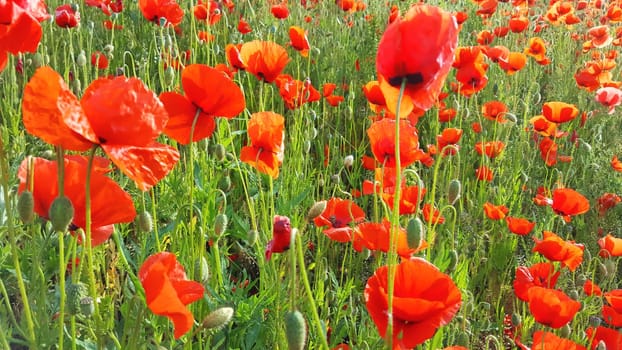 Flower meadow in summer with red poppies