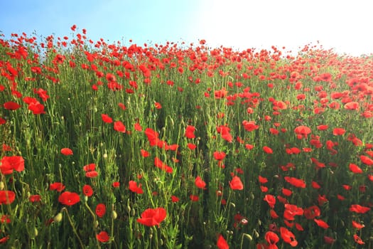 Flower meadow in summer with red poppies