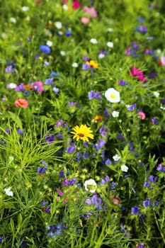 Flower meadow in summer with different colorful flowers. This colorful splendor