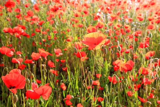 Flower meadow in summer with red poppies