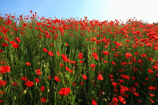 Flower meadow in summer with red poppies