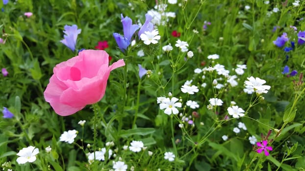 Flower meadow in summer with red poppies