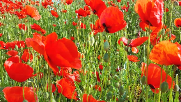 Flower meadow in summer with red poppies