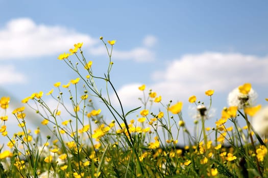 Flower meadow in the summer with blue sky from the mouse perspective
