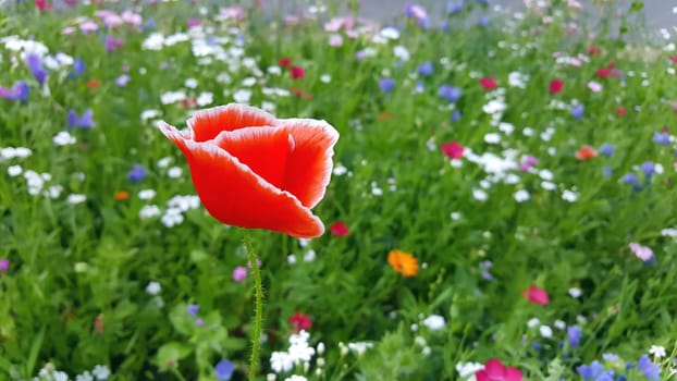 Flower meadow in summer with red poppies