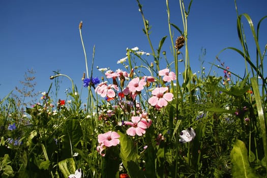 Flower meadow in the summer with blue sky from the mouse perspective