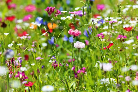 Flower meadow in summer with different colorful flowers. This colorful splendor