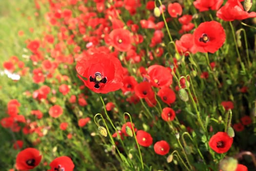 Flower meadow in summer with red poppies