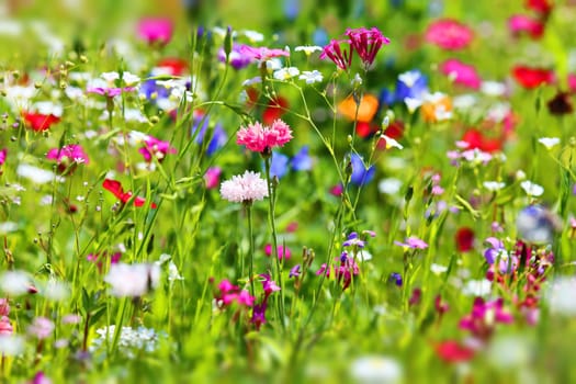 Flower meadow in summer with different colorful flowers. This colorful splendor