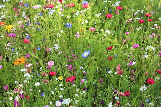 Flower meadow in summer with different colorful flowers. This colorful splendor