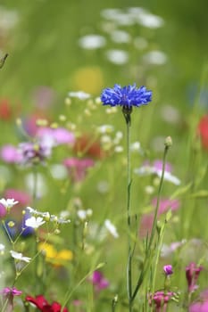 Flower meadow in summer with different colorful flowers. This colorful splendor