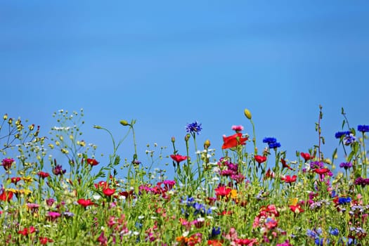 Flower meadow in the summer with blue sky from the mouse perspective
