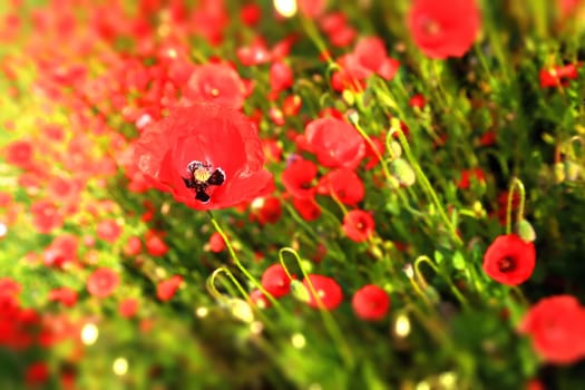 Flower meadow in summer with red poppies
