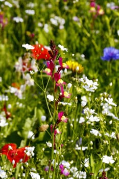 Flower meadow in summer with different colorful flowers. This colorful splendor