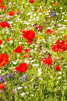 Flower meadow in summer with red poppies