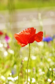 Flower meadow in summer with red poppies