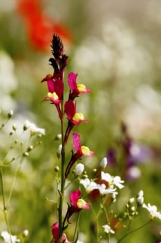 Flower meadow in summer with different colorful flowers. This colorful splendor