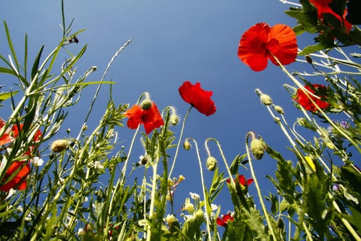 Flower meadow in the summer with blue sky from the mouse perspective