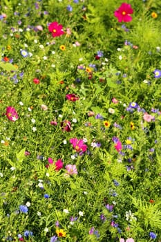 Flower meadow in summer with different colorful flowers. This colorful splendor
