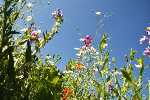 Flower meadow in the summer with blue sky from the mouse perspective