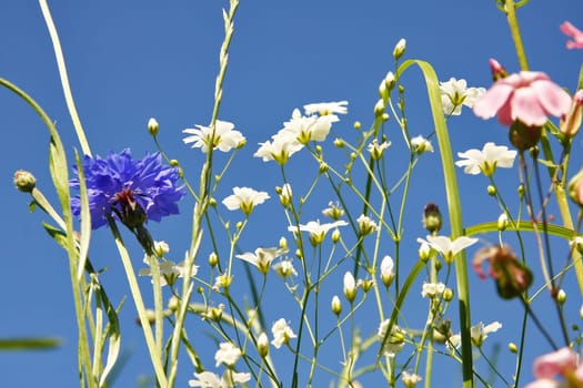 Flower meadow in the summer with blue sky from the mouse perspective