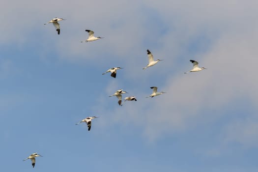 pied avocet (recurvirostra avosetta) in Danube Delta, Romania