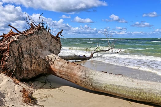 Uprooted beech on the Darß Baltic Sea beach