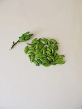 Capsule fruits from lilac on wooden board