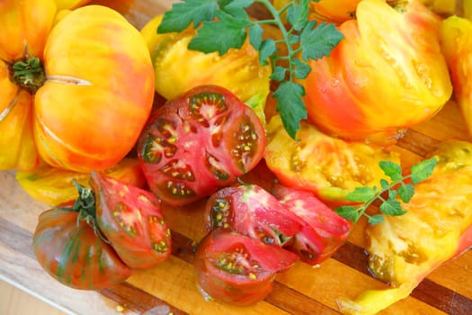 Juicy tomatoes in various colors with tomato leaves