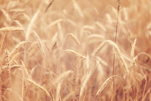 Golden wheat field countryside