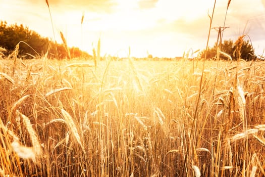 Sunny golden wheat field countryside