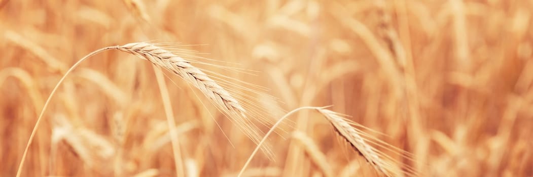 Golden wheat field countryside