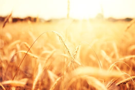 Sunny golden wheat field countryside