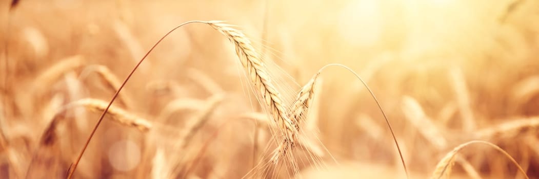Golden wheat field countryside