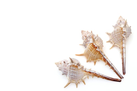 close up of spiny seashell on a white background
